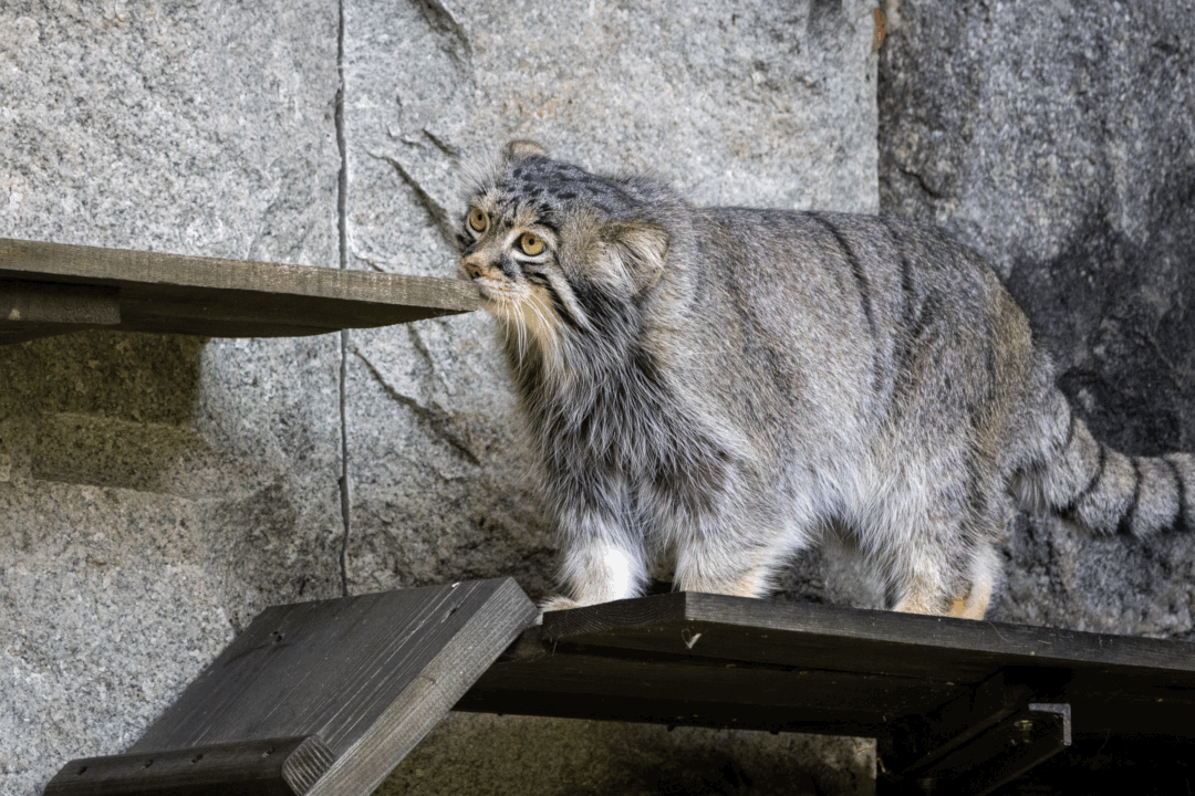 A photograph of a Pallas's cat