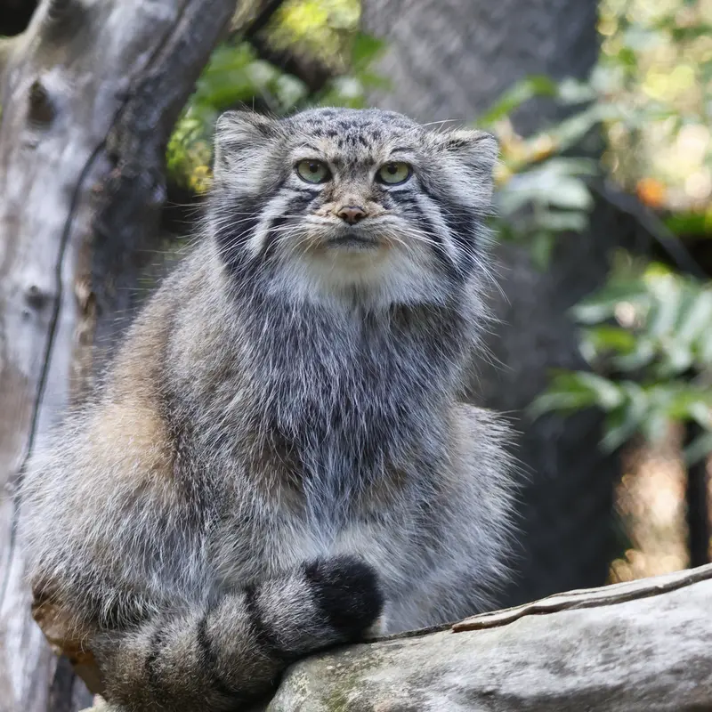A photograph of Eve in Novosibirsk Zoo