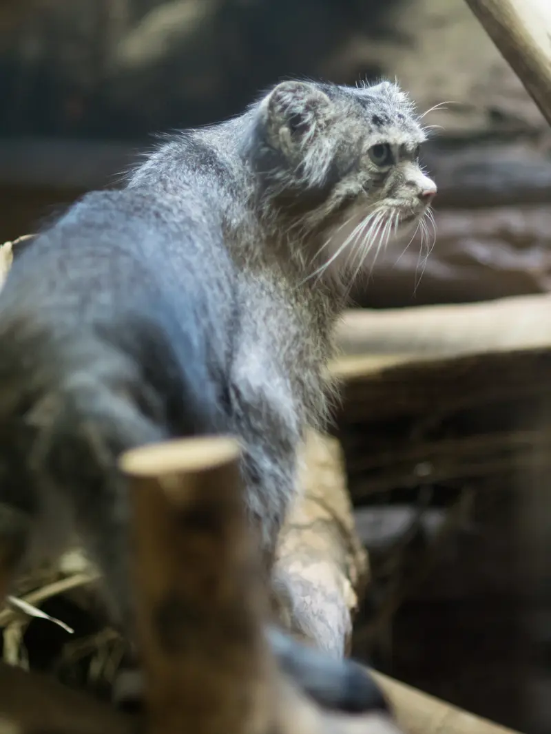 A photograph of Klyon in Ueno Zoological Gardens