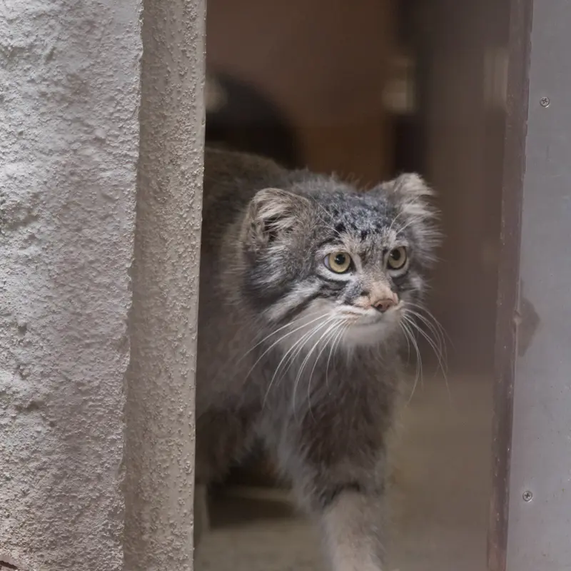 A photograph of Figa in Nogeyama Zoo