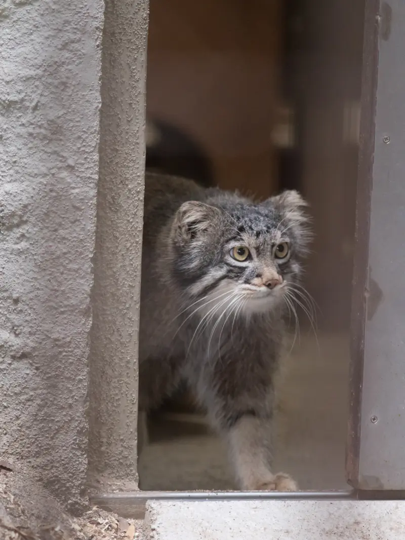A photograph of Figa in Nogeyama Zoo