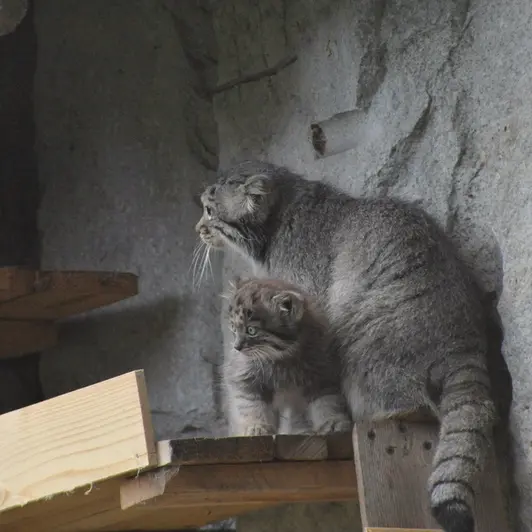 A photograph of Darlay in Moscow zoo
