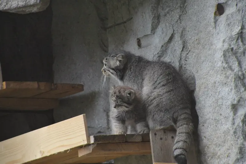 A photograph of Varvara and Darlay in Moscow zoo