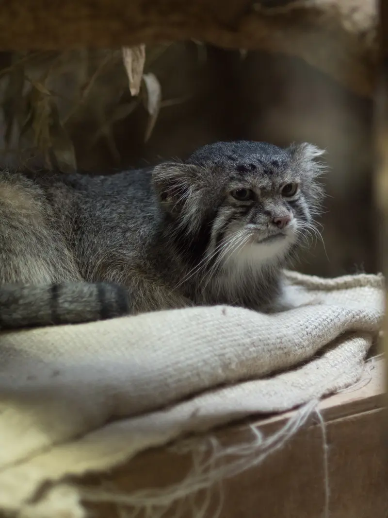 A photograph of Klyon in Ueno Zoological Gardens