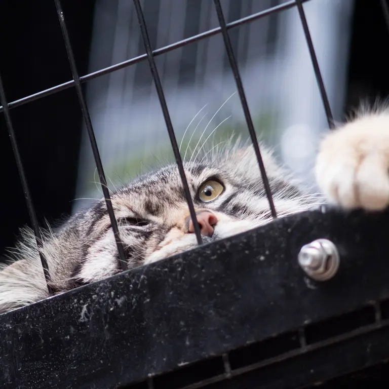 A photograph of Grusha in Asahiyama Zoo
