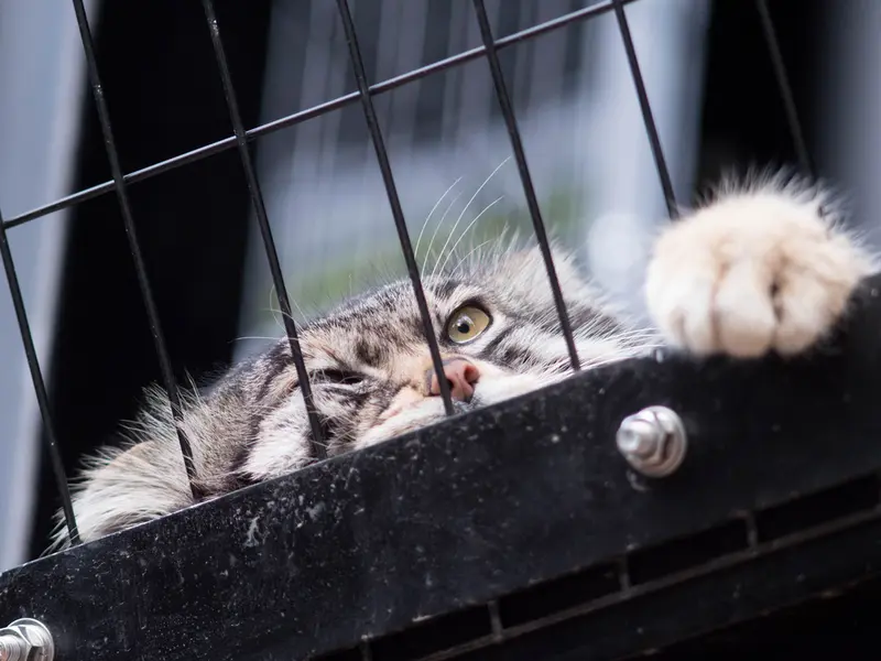A photograph of Grusha in Asahiyama Zoo