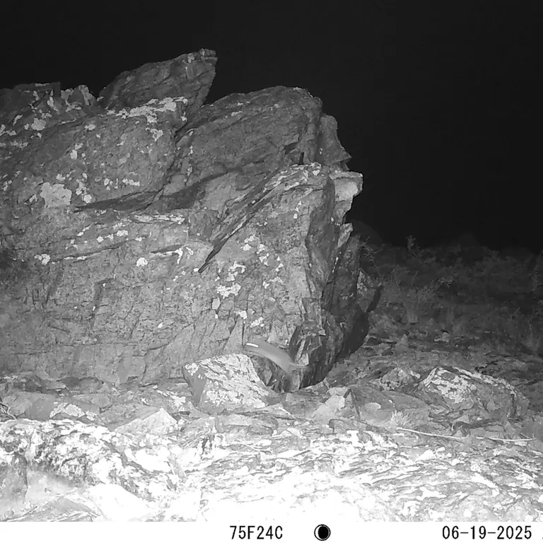 A photograph of Flat-headed vole from Karashoky [new] camera trap