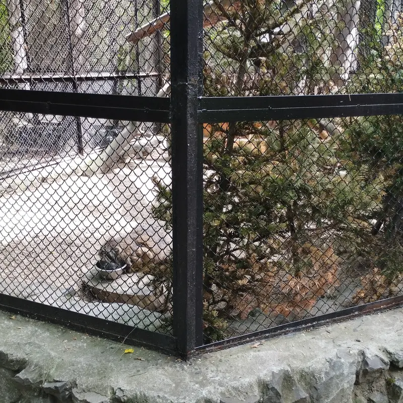 A photograph of Zelenogorsk in Novosibirsk Zoo