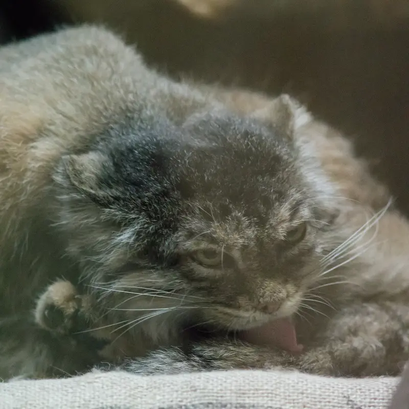 A photograph of Primula in Ueno Zoological Gardens