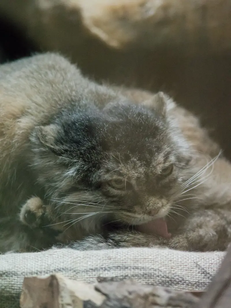 A photograph of Primula in Ueno Zoological Gardens