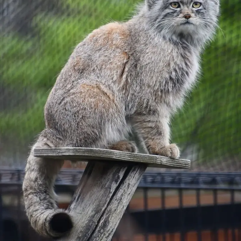 A photograph of a Pallas's cat in Bio-Topia Dunkerque