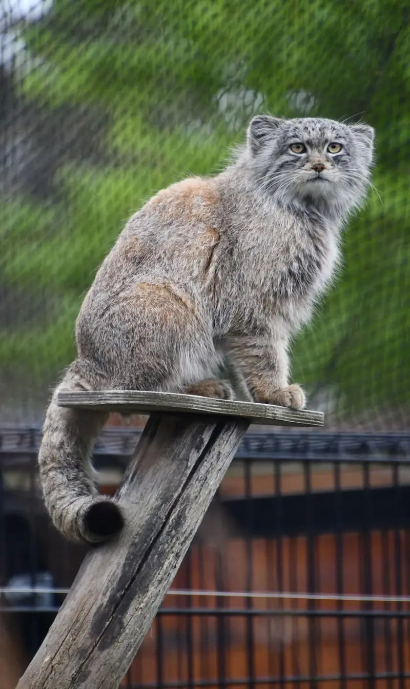A photograph of a Pallas's cat in Bio-Topia Dunkerque