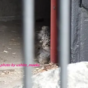 A photograph of Mei in Gokatsuraike Animal Park
