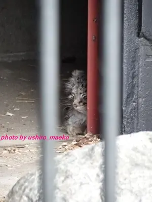 A photograph of Mei in Gokatsuraike Animal Park