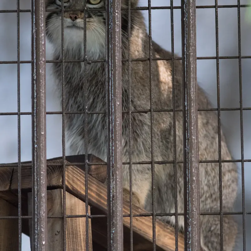 A photograph of Figa in Nogeyama Zoo