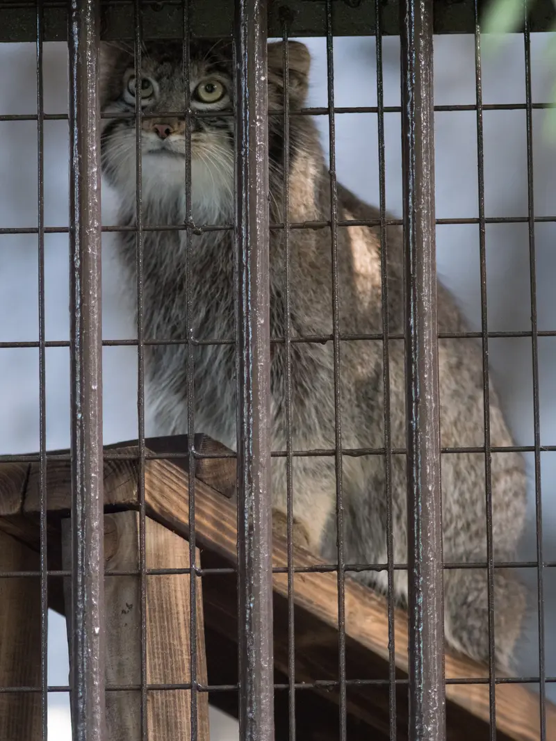 A photograph of Figa in Nogeyama Zoo