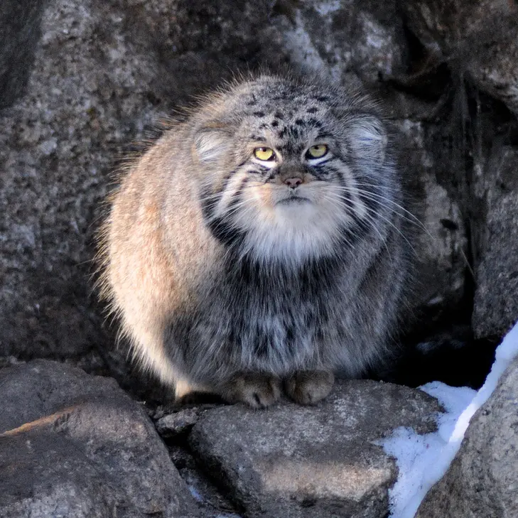 A photograph of Bruce in Görlitz Zoo