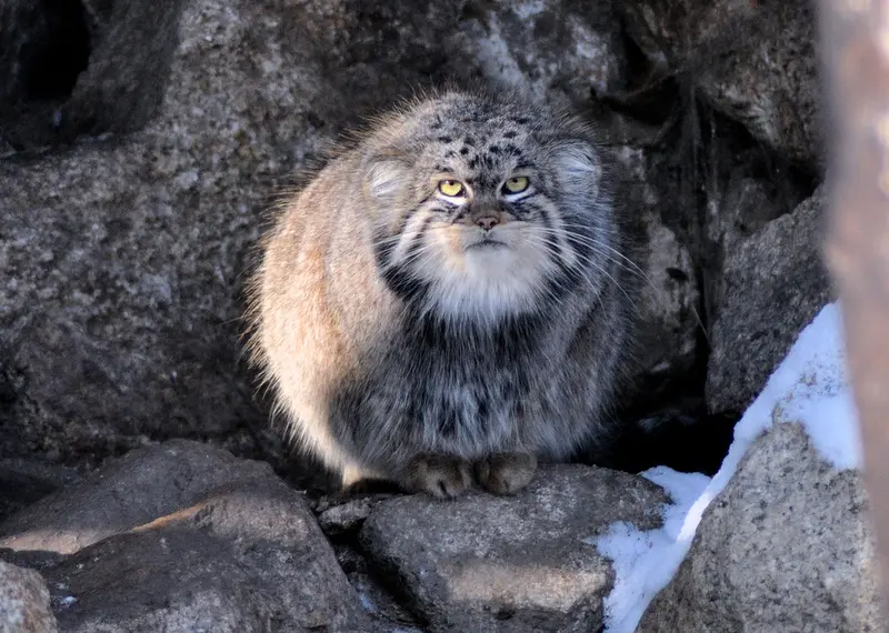 A photograph of Bruce in Görlitz Zoo