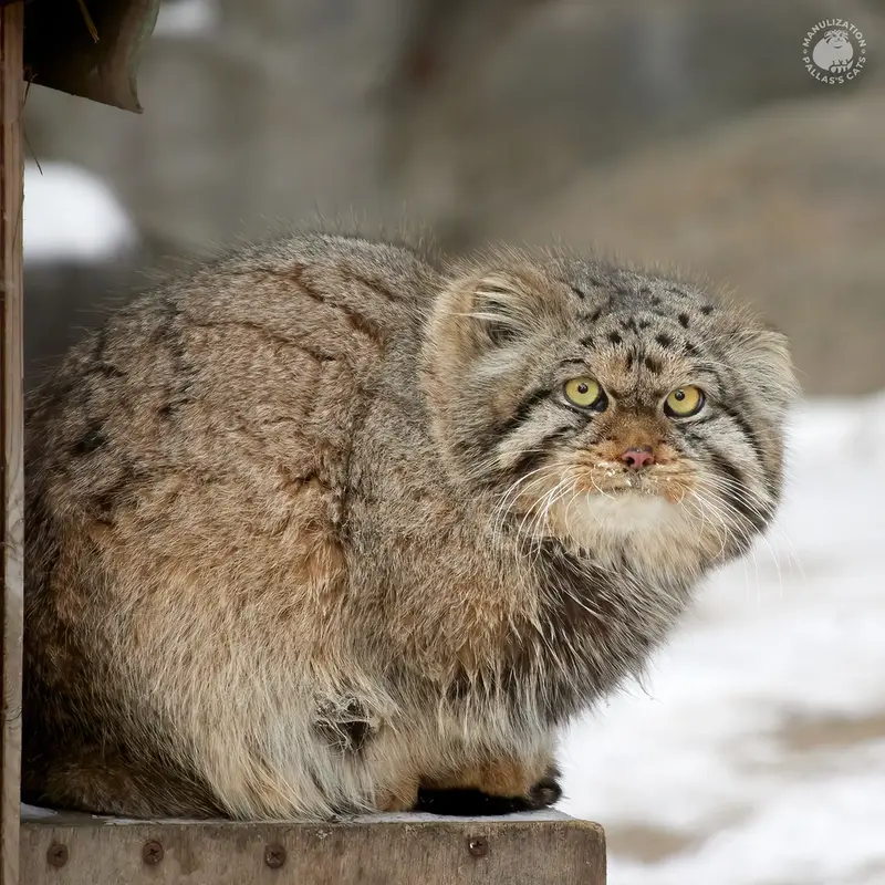Manul of the day