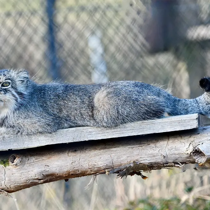 A photograph of Atlan in Port Lympne Wild Animal Park