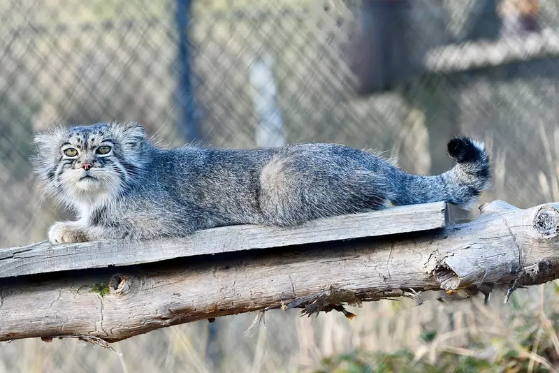 A photograph of Atlan in Port Lympne Wild Animal Park