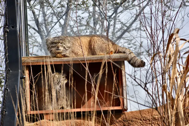 A photograph of a Pallas's cat