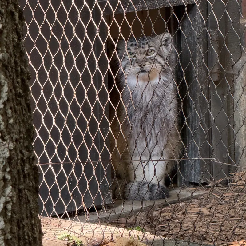 A photograph of Batu in Prospect Park Zoo