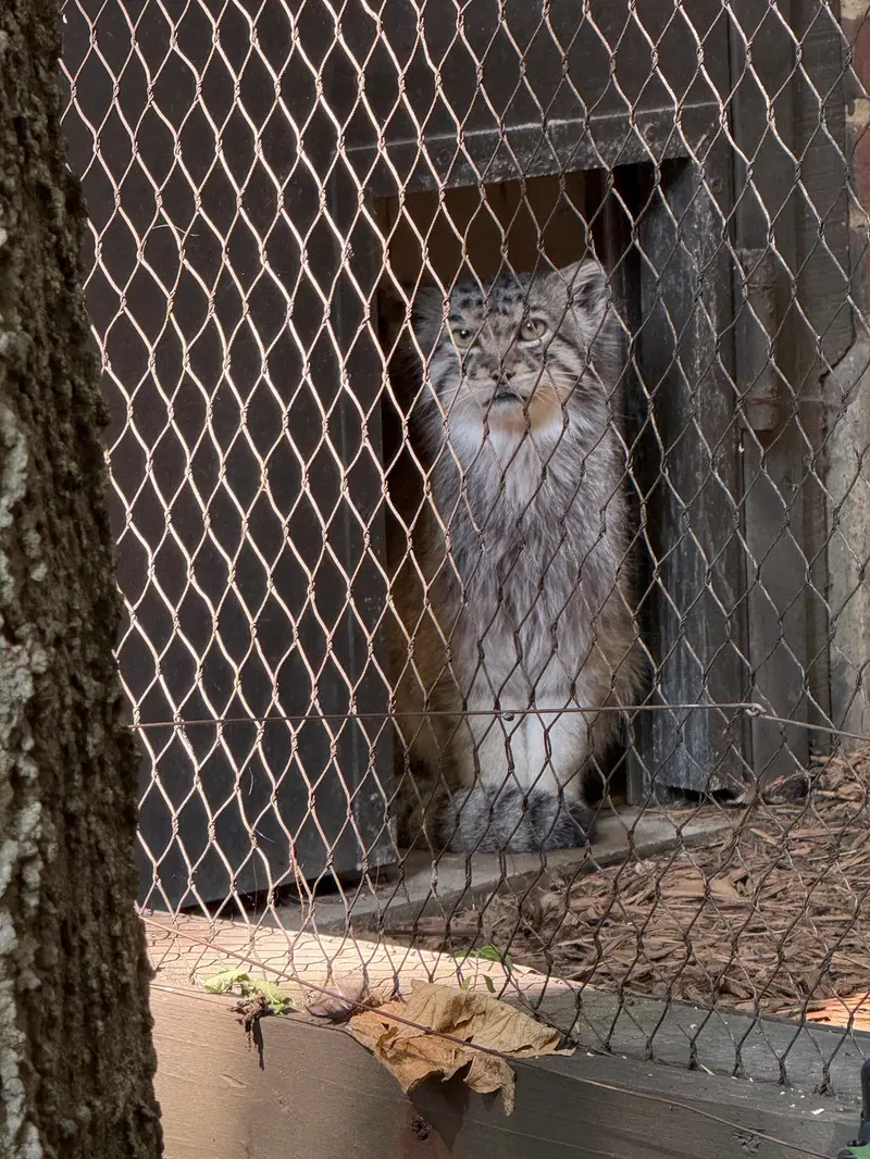A photograph of Batu in Prospect Park Zoo