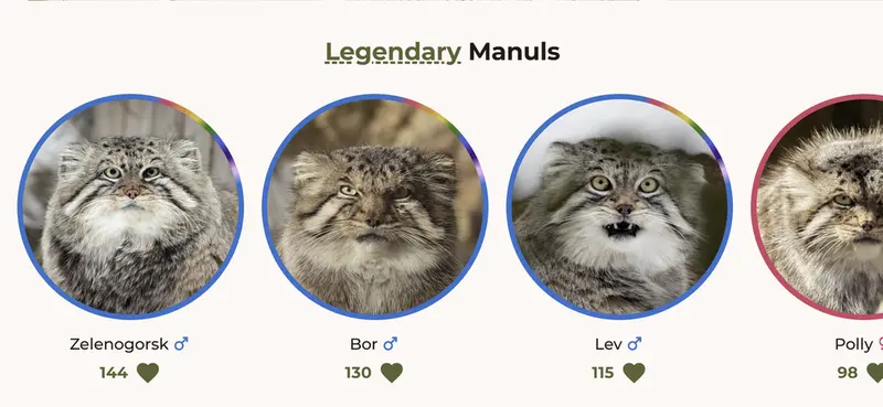 Legendary Pallas's cats