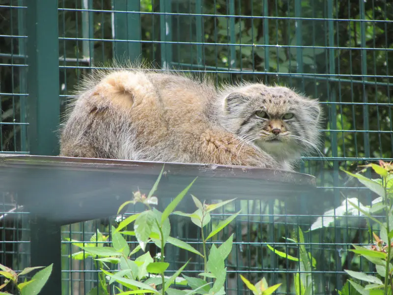 A photograph of Manni in Dessau Zoo