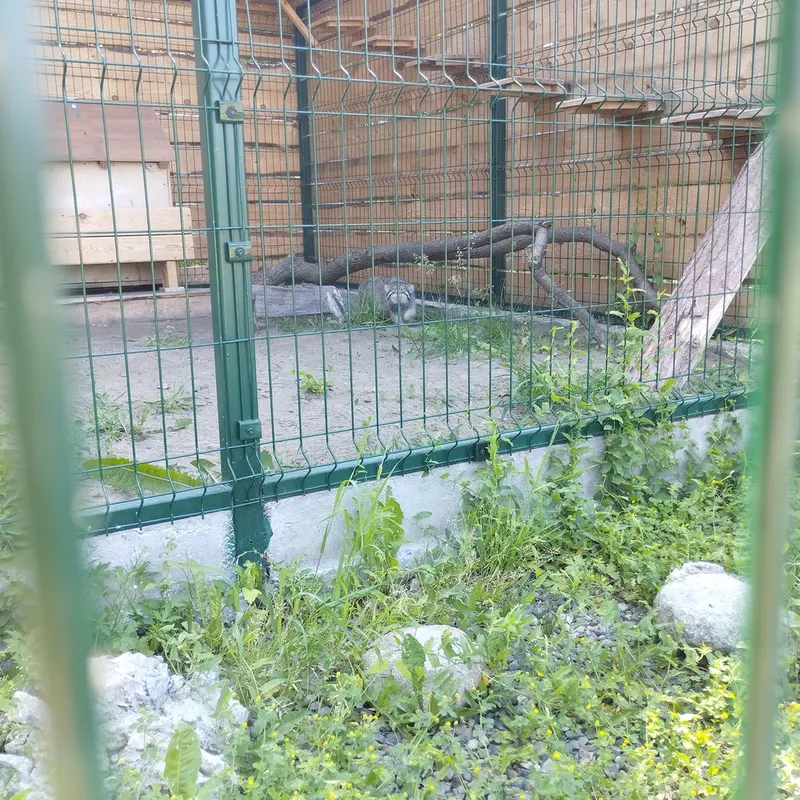 A photograph of Chip in Barnaul zoo “Lesnaya skazka”