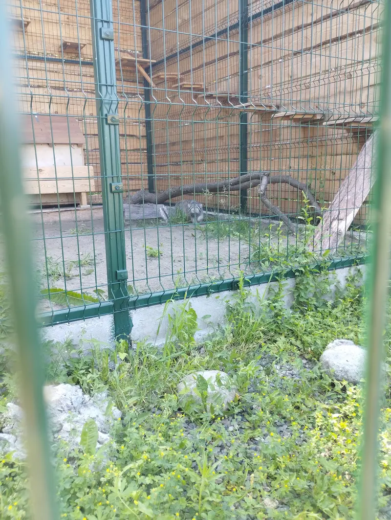 A photograph of Chip in Barnaul zoo “Lesnaya skazka”