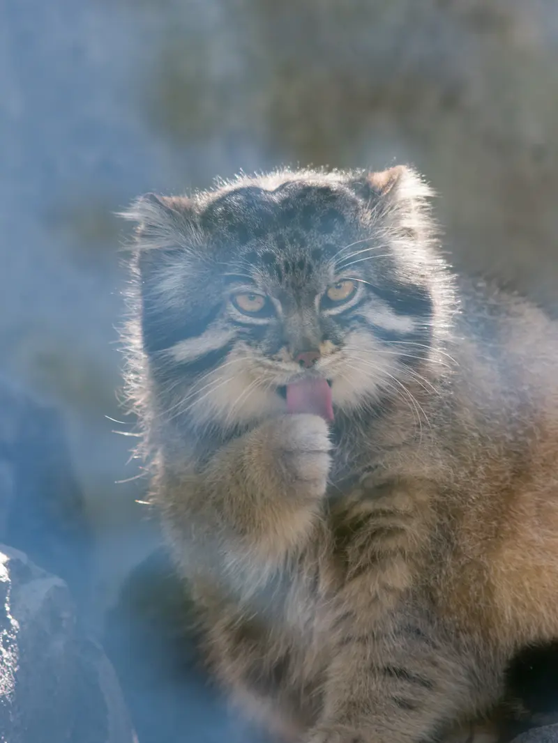 A photograph of Grusha in Asahiyama Zoo