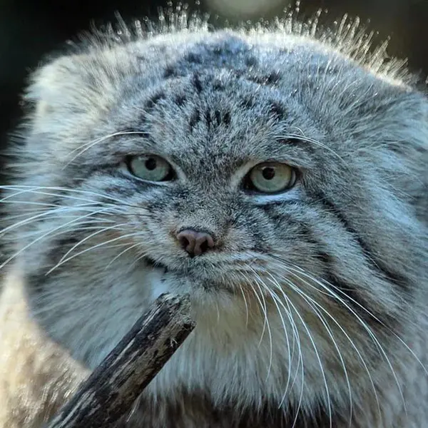 Could you please tell me what manul this is? I suspect the photo is old