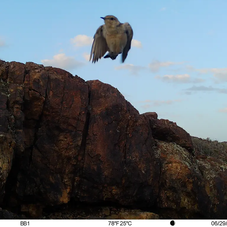 A photograph of a Pallas's cat from Aktas-Kunkora [new] camera trap