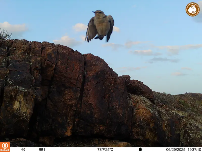 A photograph of a Pallas's cat from Aktas-Kunkora [new] camera trap