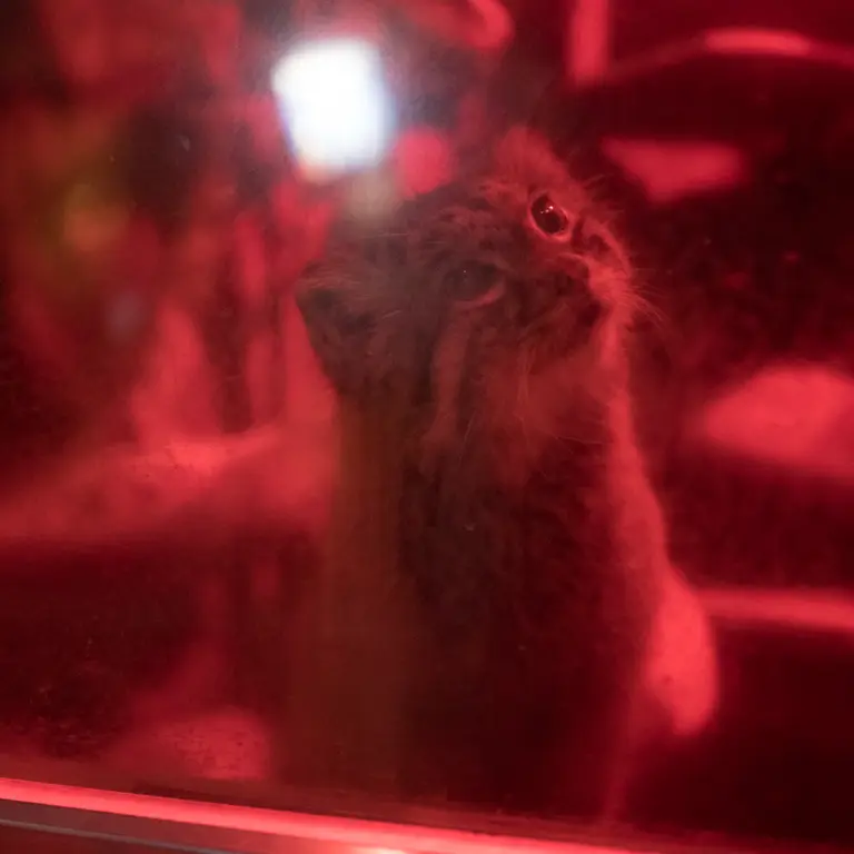 A photograph of Naim in Ueno Zoological Gardens