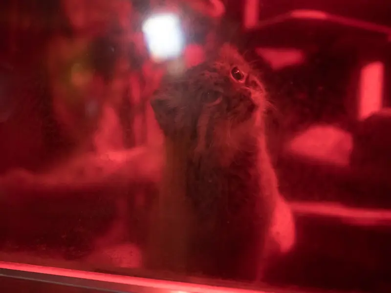 A photograph of Naim in Ueno Zoological Gardens