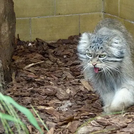 A photograph of Pallu in Opole Zoo