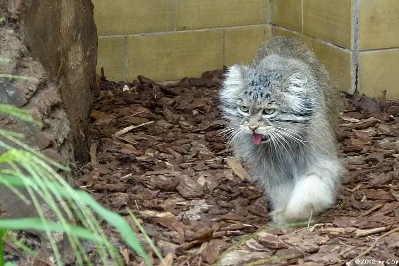 A photograph of Pallu in Opole Zoo