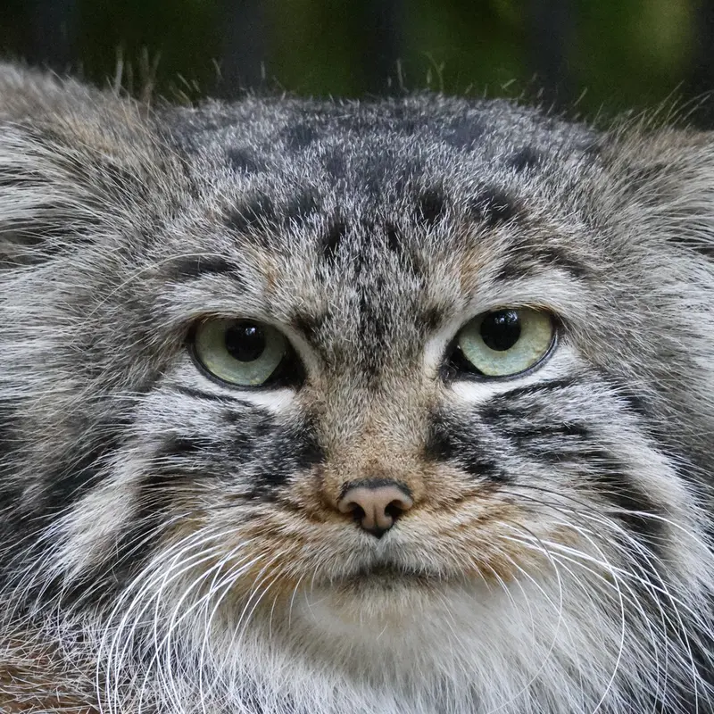 A photograph of Gabi in Novosibirsk Zoo