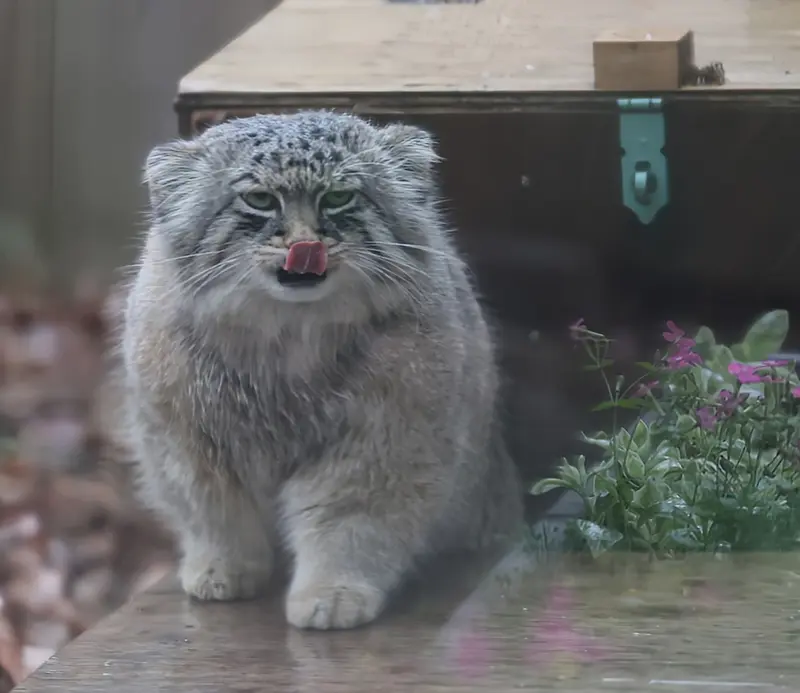 A photograph of Lotos in Saitama Children's Zoo