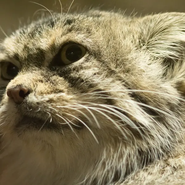 A photograph of Primula in Ueno Zoological Gardens