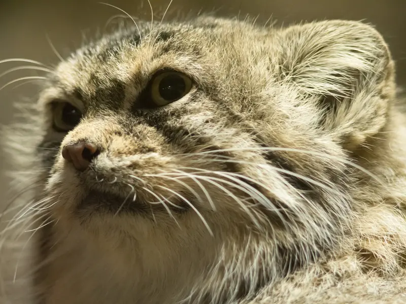 A photograph of Primula in Ueno Zoological Gardens