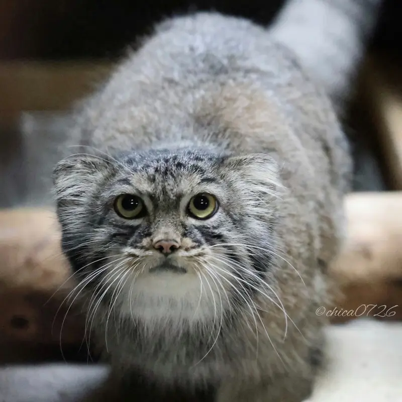 A photograph of Shafran in Ueno Zoological Gardens