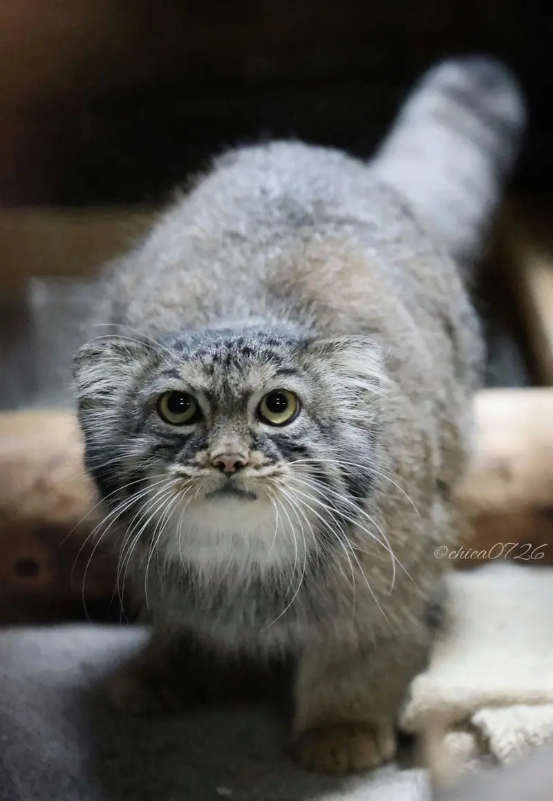 A photograph of Shafran in Ueno Zoological Gardens