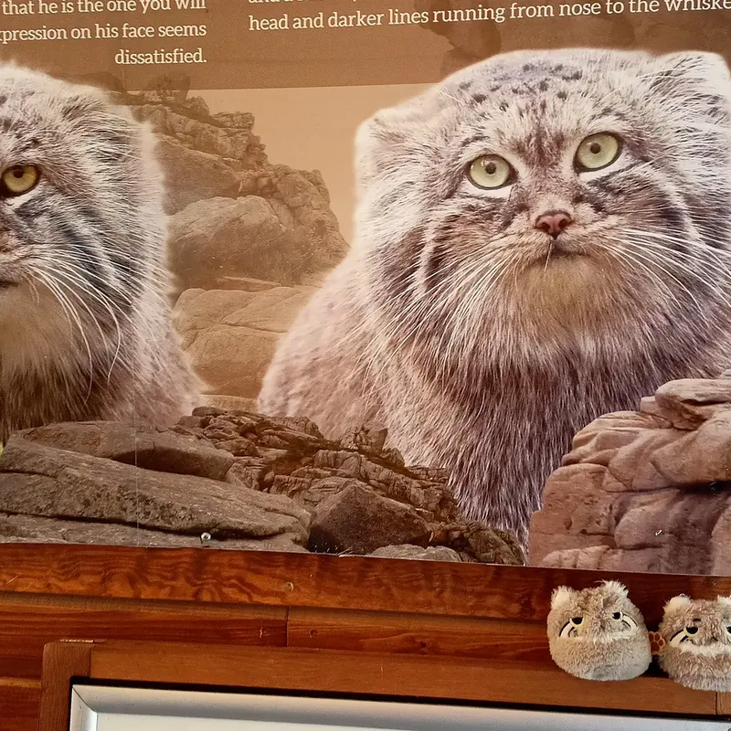 A photograph of a Pallas's cat in Gdansk Zoo