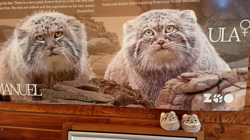 A photograph of a Pallas's cat in Gdansk Zoo
