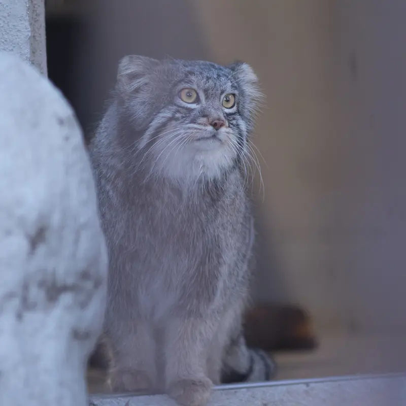 A photograph of Figa in Nogeyama Zoo