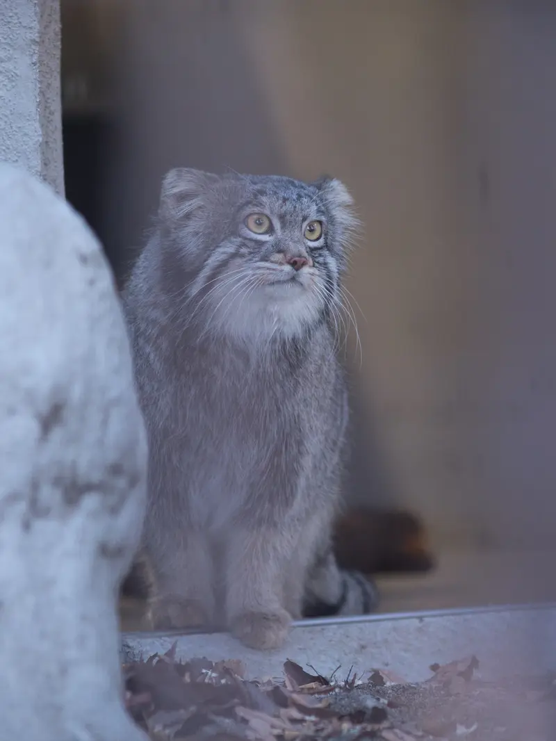 A photograph of Figa in Nogeyama Zoo